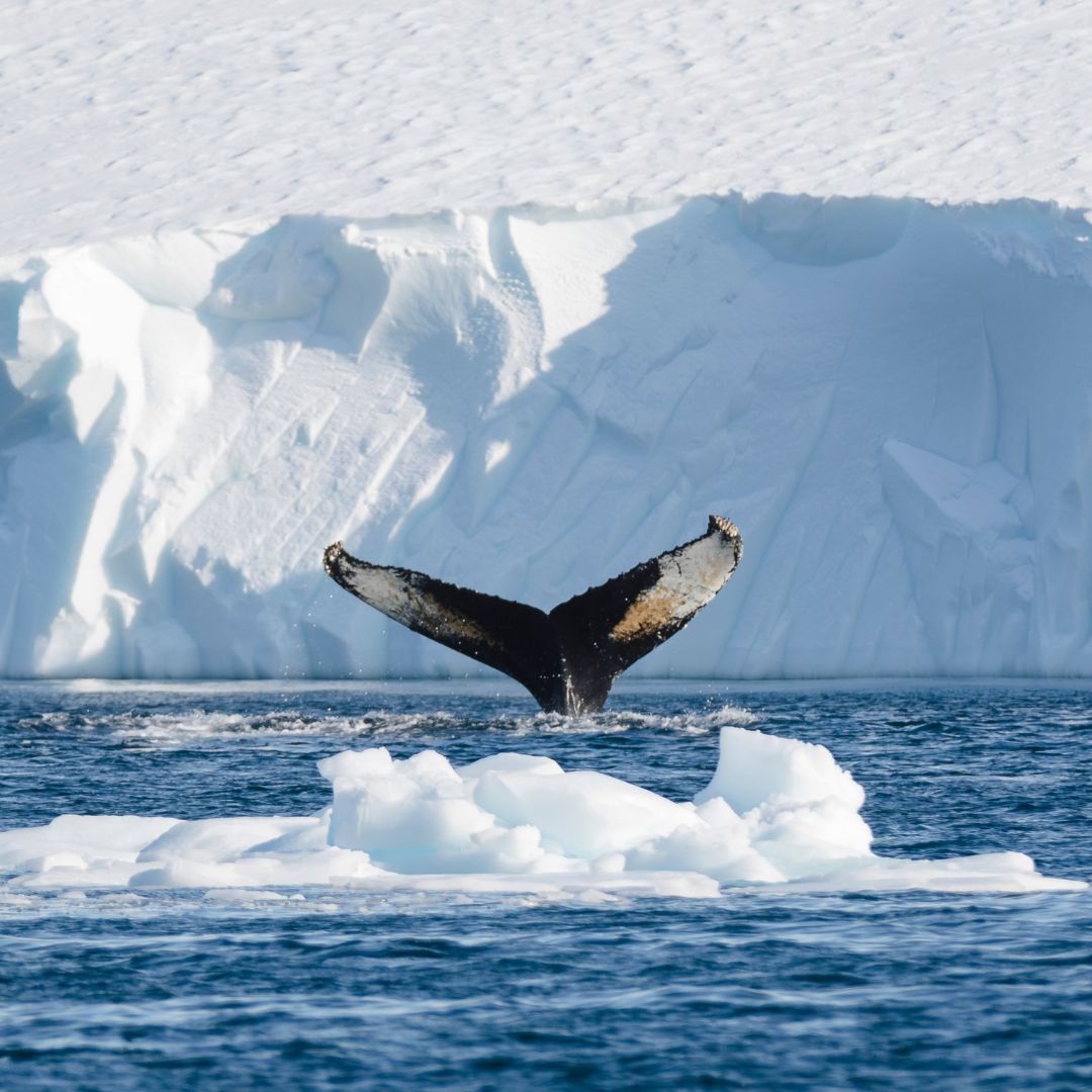 A humpback whale's tail emerges from the water, splashing against a backdrop of icebergs and a snowy landscape.