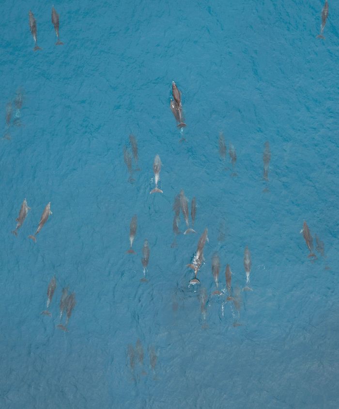A group of dolphins swimming in clear blue water, creating ripples on the surface.