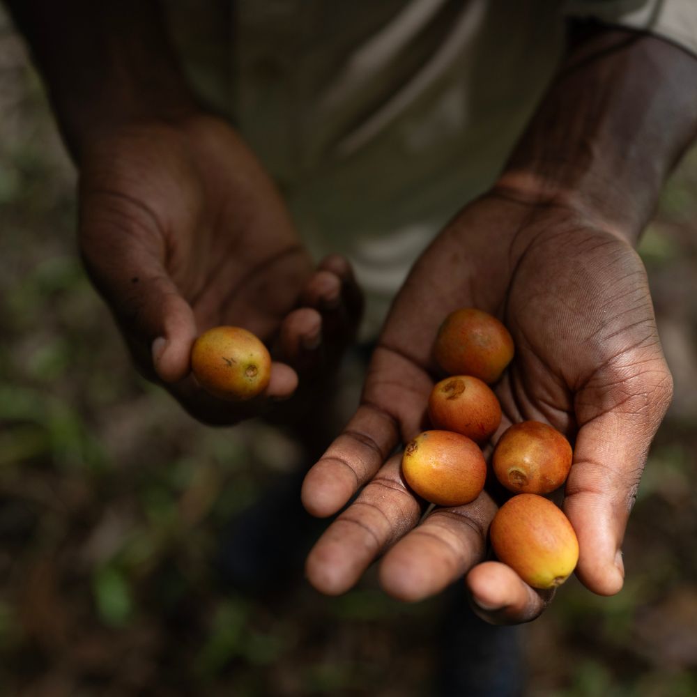 Hands holding several small, round, orange-brown fruits. The background is softly blurred, suggesting a natural setting.