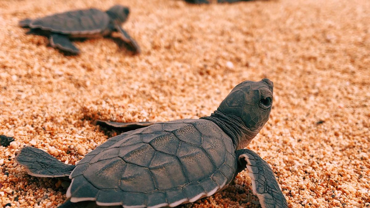 Newly hatched sea turtles crawl on sandy beach, their small flippers moving as they make their way toward the water.