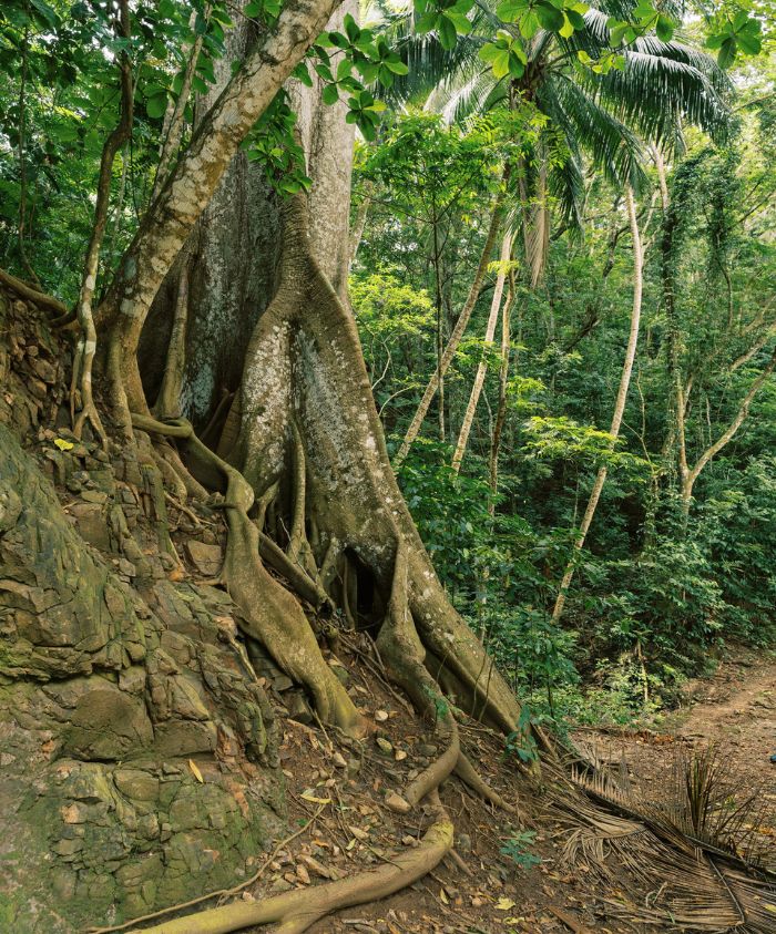 A large tree with thick, winding roots stands amidst lush green vegetation in a dense forest. Sunlight filters through the leaves, creating a serene, natural atmosphere.