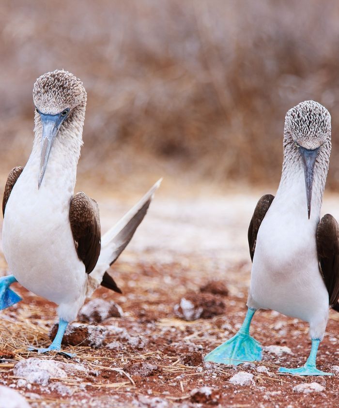 Two blue-footed boobies perched on rocks in the Galápagos, Pelorus Yachting 2026 luxury wildlife exploration yacht experience.