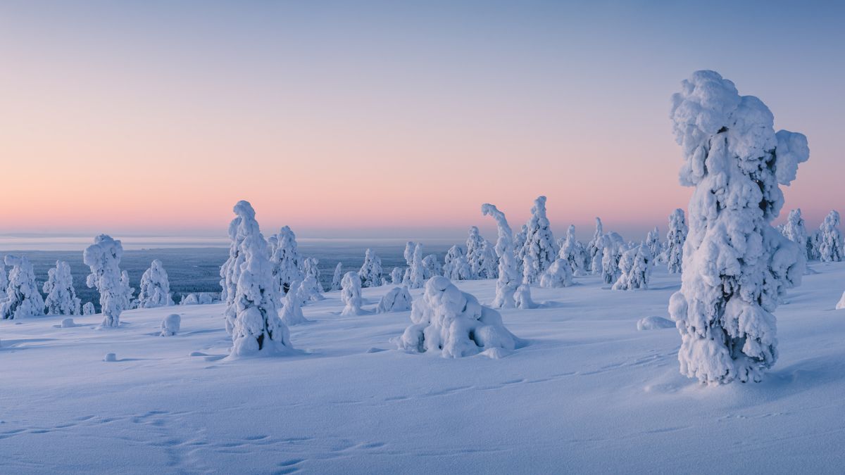 Snow-covered trees stand in a serene winter landscape, with a soft pastel sky at dawn. The ground is blanketed in fresh white snow, creating a tranquil atmosphere.