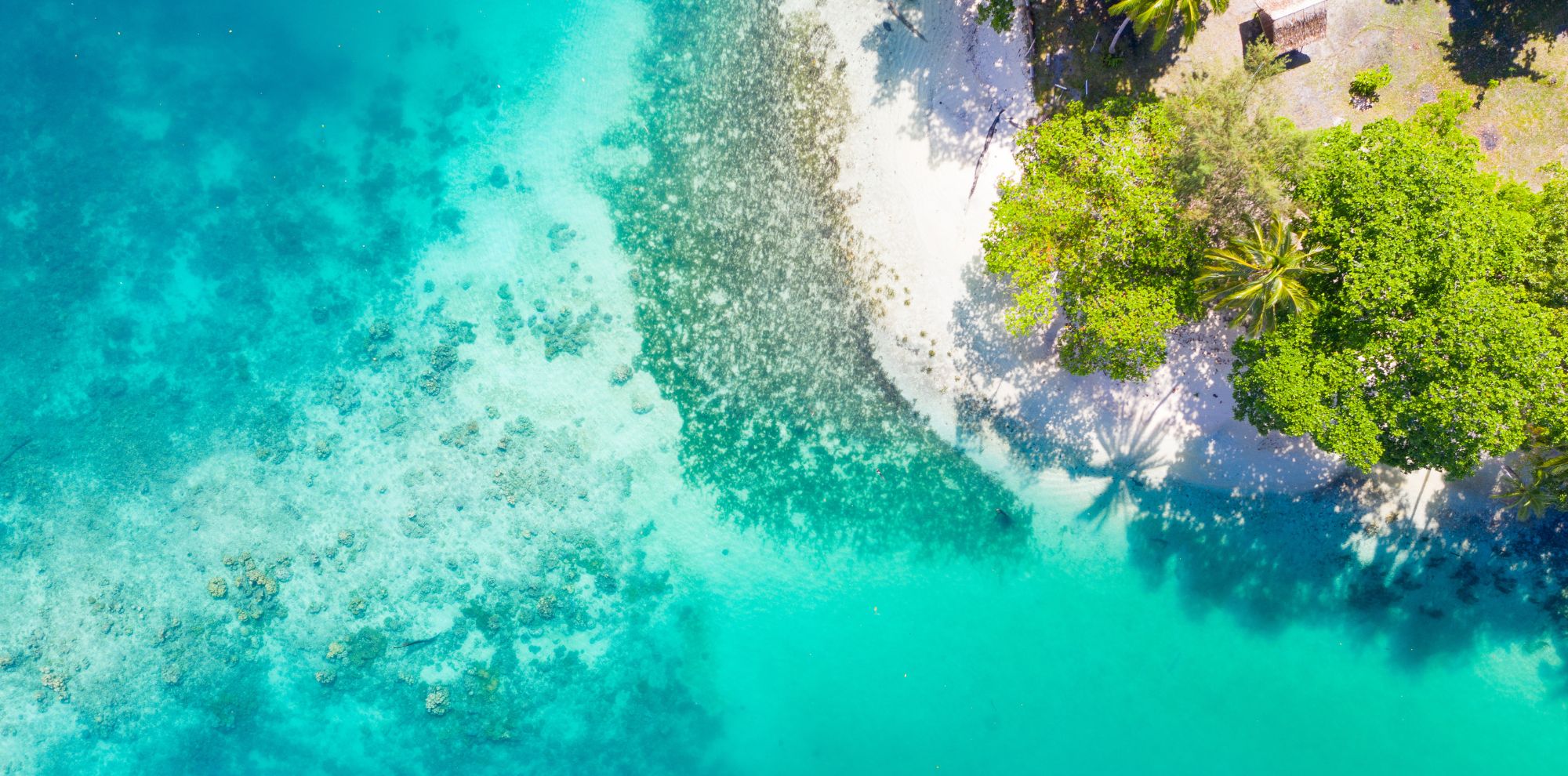 Top-down view of a white sand beach meeting turquoise water, with lush tropical trees casting shadows on the shore.
