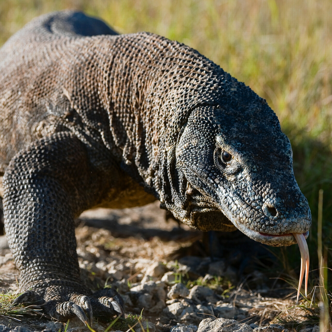 picture komodo dragon