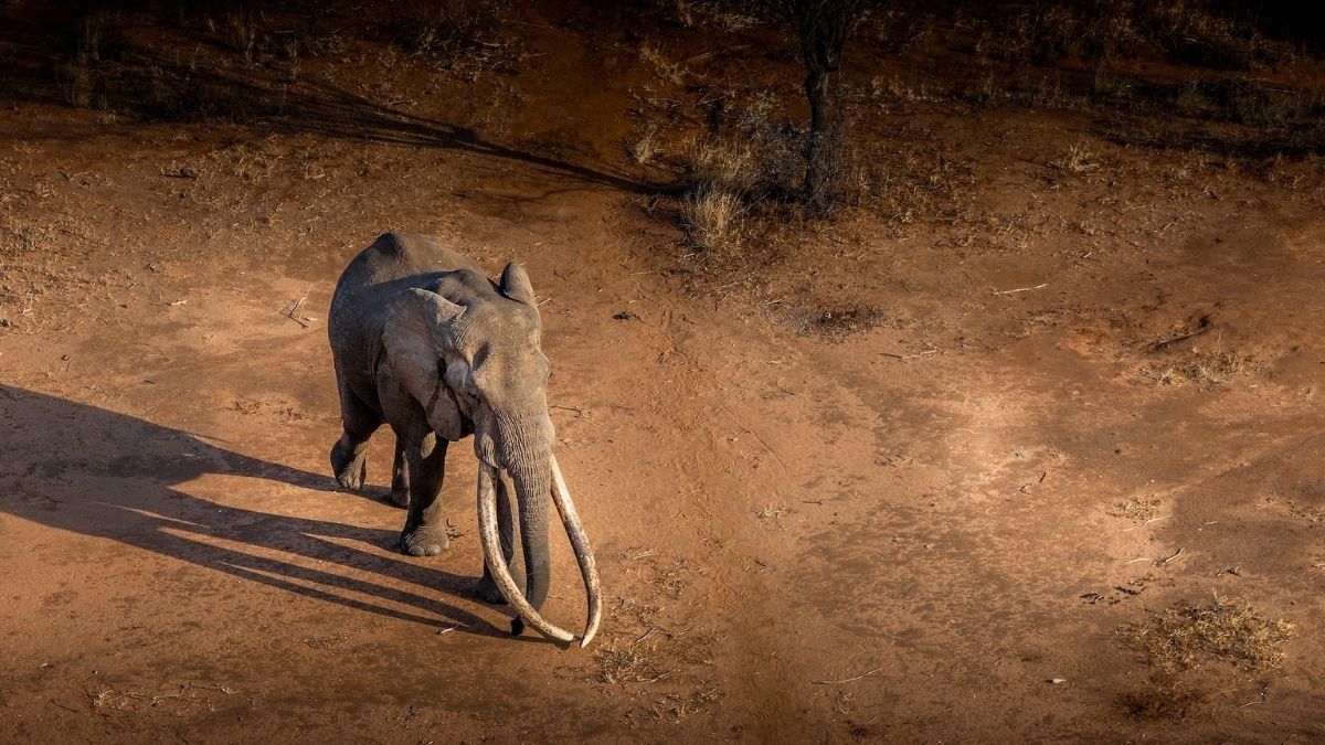 Super Tusker Elephant in Kenya