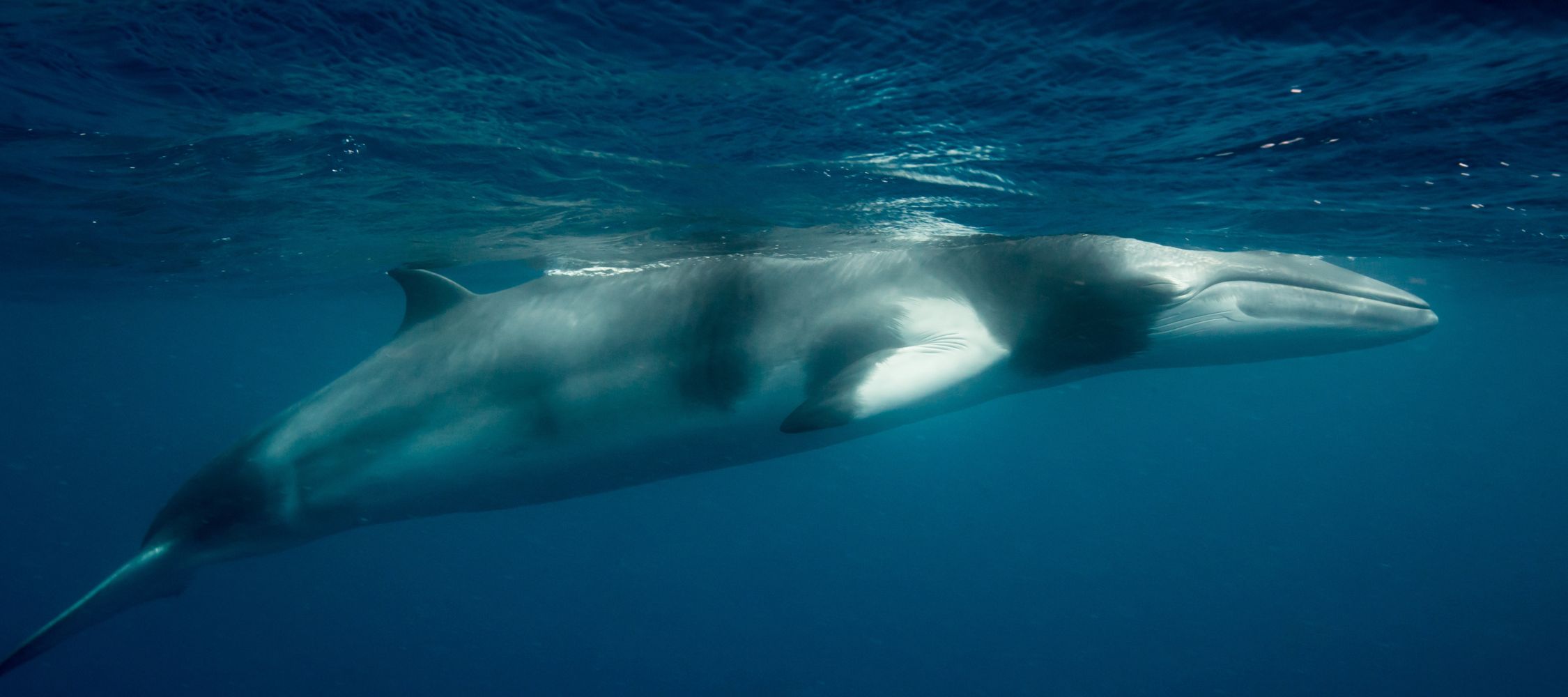 A graceful whale swims below the surface of a clear blue ocean, partly illuminated by sunlight. Its sleek body glides effortlessly through the water.