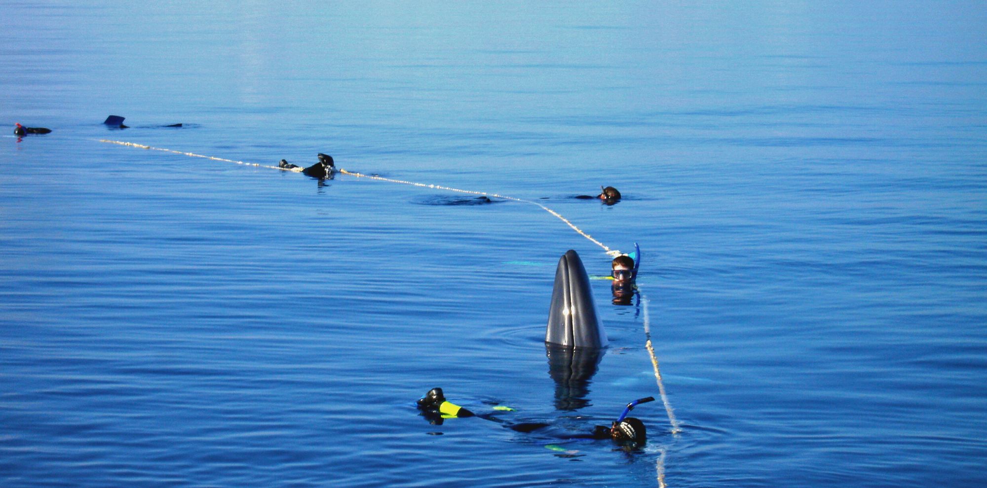 Divers are observing a whale near the surface of calm blue water, with a buoy line connecting them. The whale's dorsal fin is visible above the water.