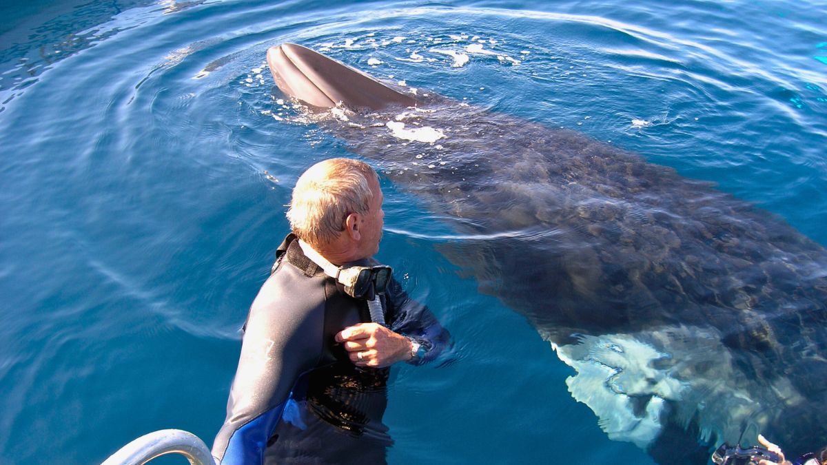 A diver in a wetsuit interacts with a large whale swimming close to the boat in clear blue water. The whale's body is partially submerged, creating ripples in the water's surface.