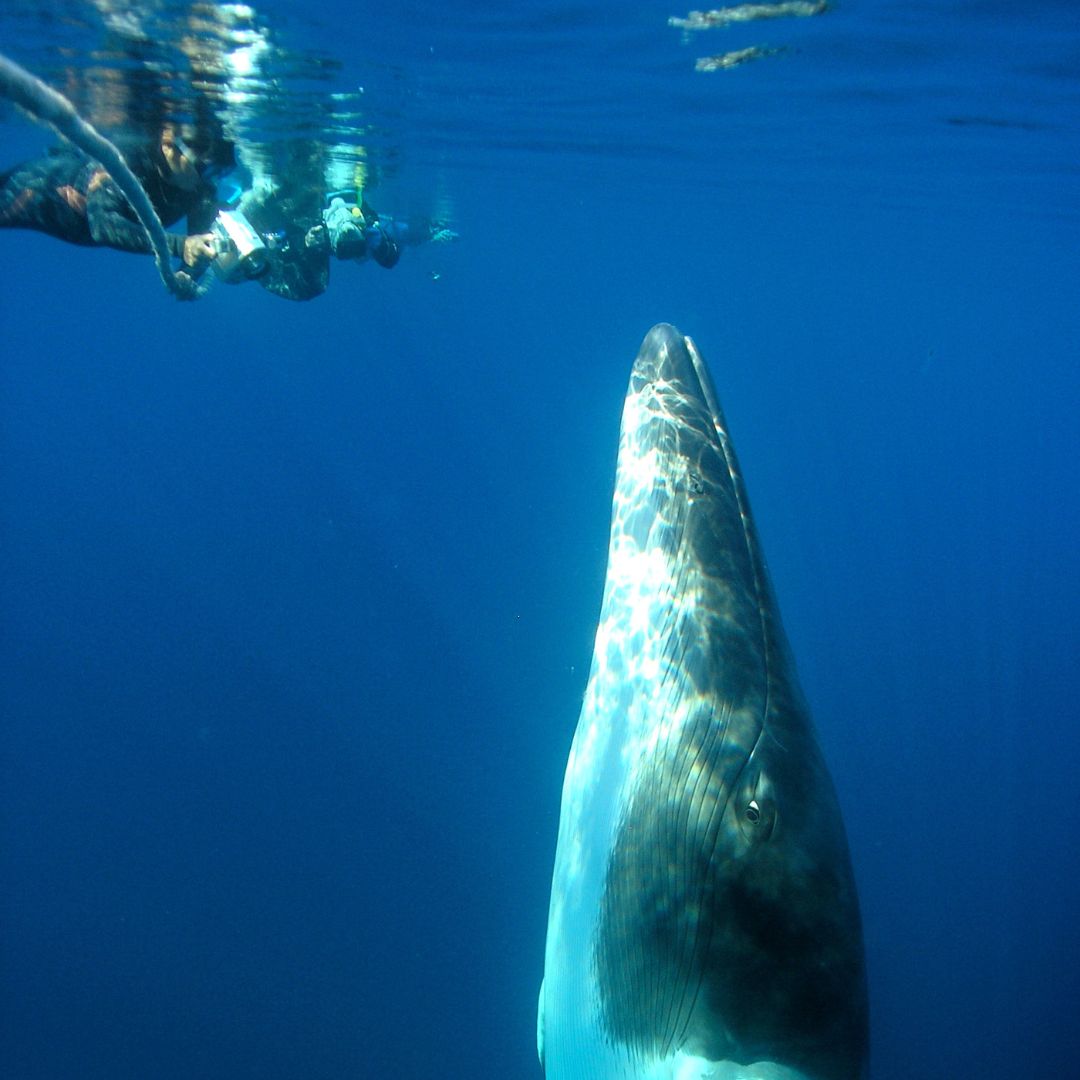 A diver is submerged in clear blue water near the surface, gazing at a massive whale swimming upwards. The whale's large head is prominently visible, reflecting sunlight.