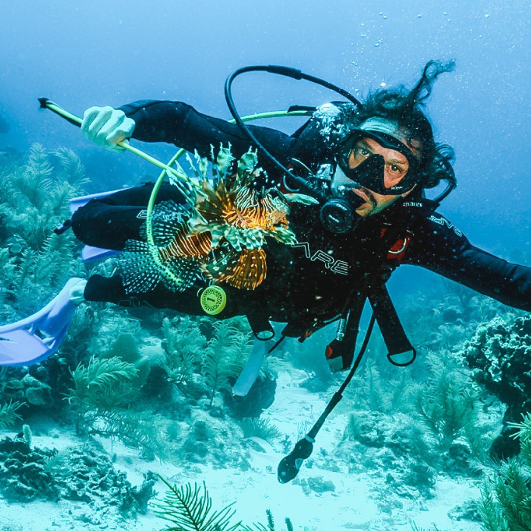 A diver in a black wetsuit and mask is swimming underwater, holding a spear with a lionfish on it. Vibrant coral and aquatic plants are visible in the background.