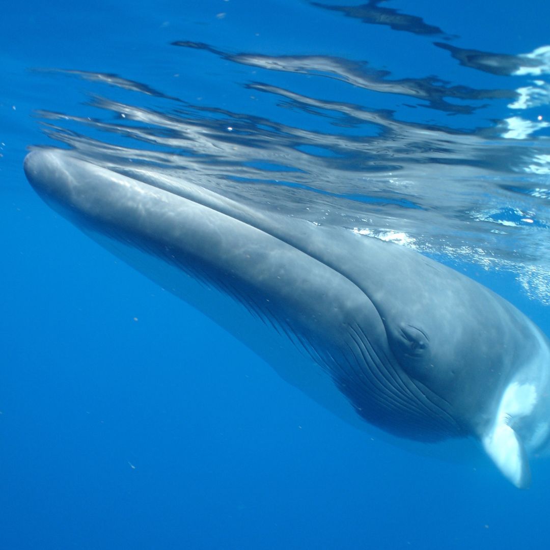 A close-up view of a whale swimming underwater, showcasing its large head and streamlined body against a blue ocean background.
