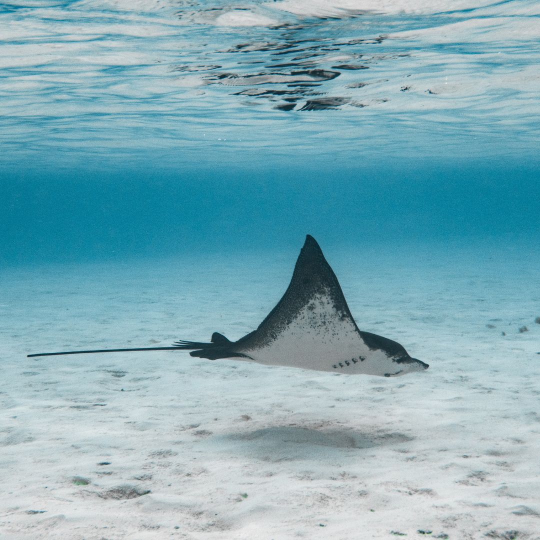 A stingray glides gracefully over a sandy seabed in clear turquoise water.