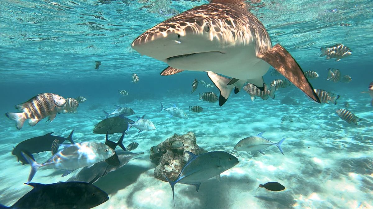 A large shark swims just below the surface of clear, turquoise water, surrounded by various fish including striped species and blue fish. Coral is visible on the ocean floor.