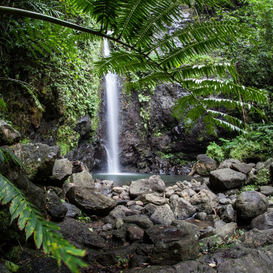 A serene waterfall cascades into a tranquil pool, surrounded by lush greenery and rocky terrain. Ferns and tropical plants frame the scene, creating a peaceful natural oasis.