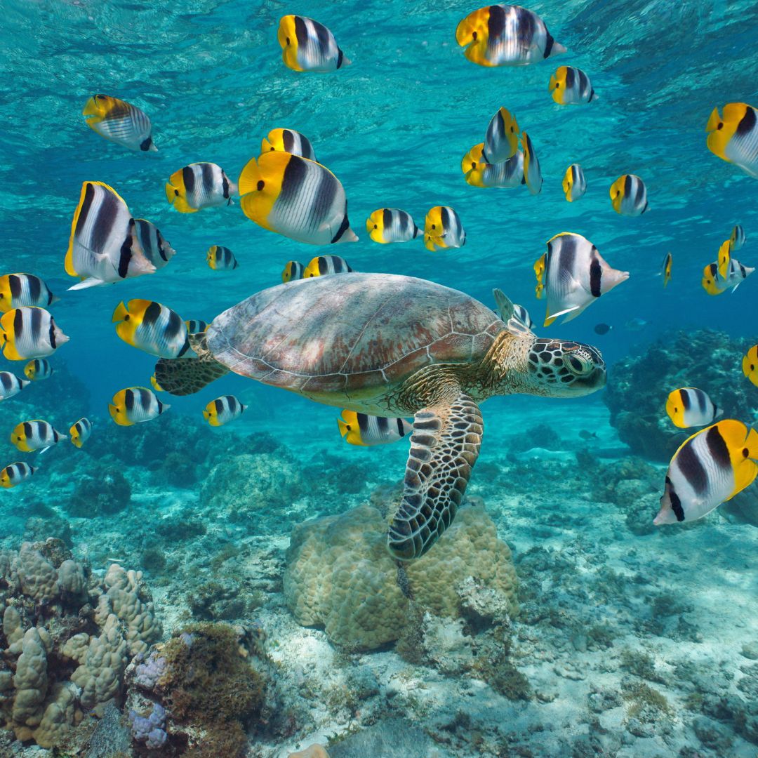 A sea turtle glides through clear turquoise waters surrounded by colorful butterfly fish, with coral formations visible on the ocean floor.