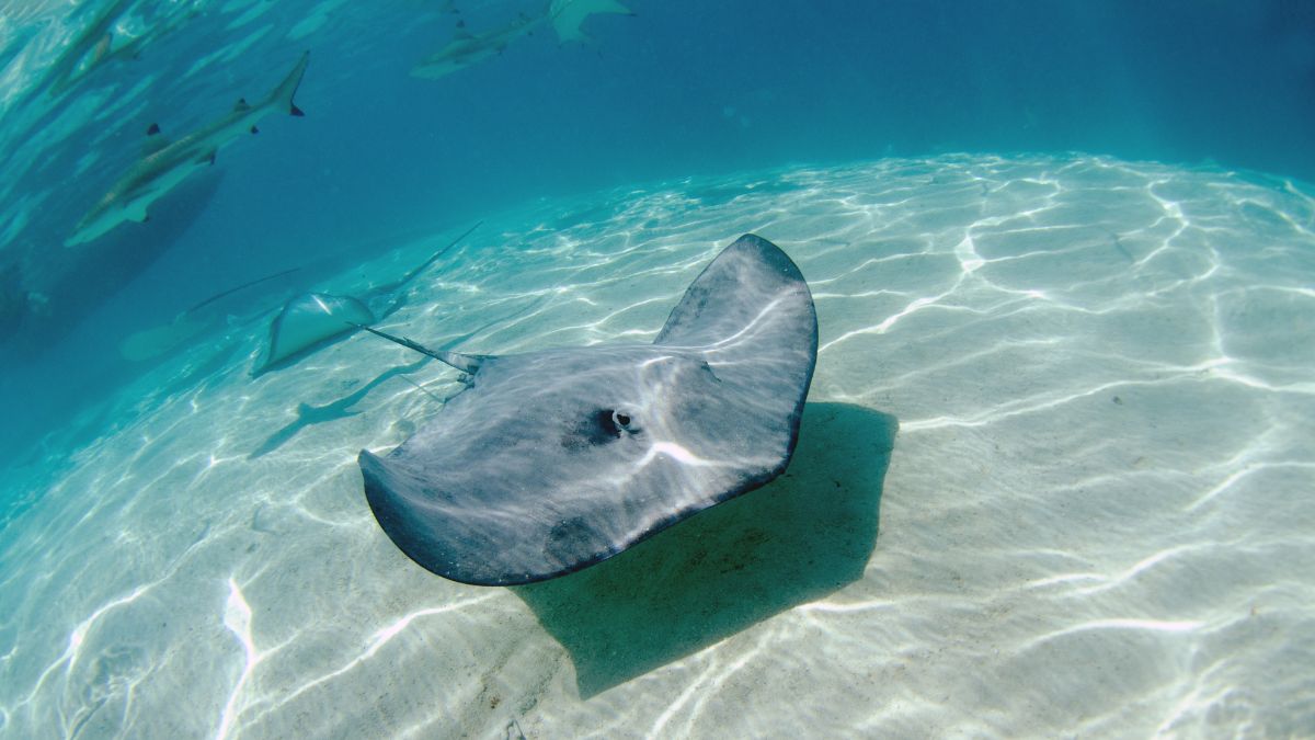 A stingray glides gracefully over a sandy ocean floor, with sunlight creating shimmering patterns on the water surface. In the background, other stingrays are visible swimming nearby.