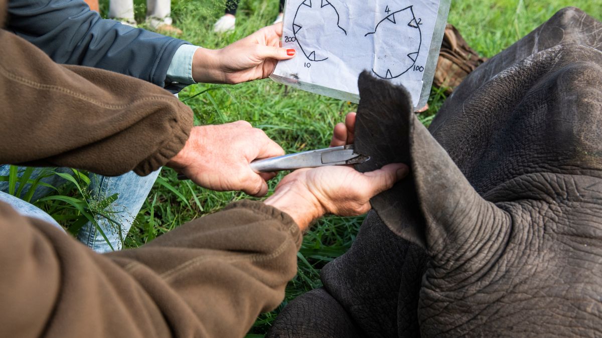 A person holds a paper with measurement markings while another person gently tags the ear of a rhino in wildlife conservation efforts.