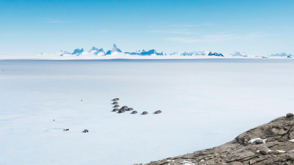 A serene Antarctic landscape featuring a vast expanse of ice with a group of seals resting on the surface. In the background, rugged mountain peaks are silhouetted against a clear blue sky.