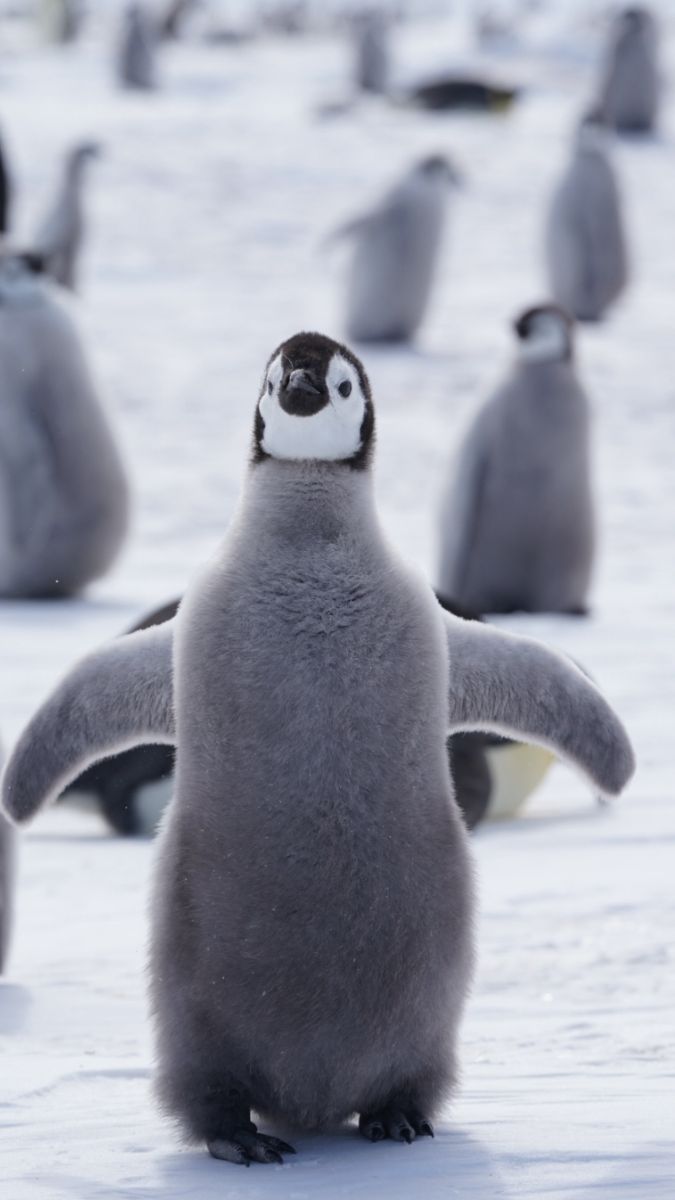 A close-up of a young emperor penguin standing on snowy ground, with its wings slightly outstretched. Several other penguins are blurred in the background.