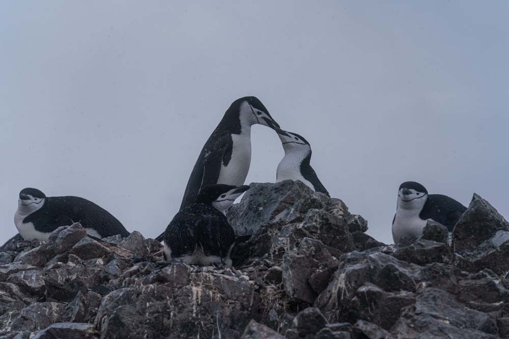 A group of chinstrap penguins on rocky terrain, with two penguins appearing to kiss while others look on. The scene is set against a cloudy sky.