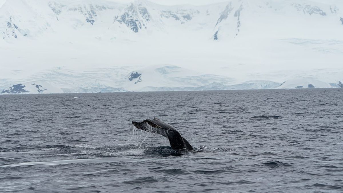 A humpback whale's tail emerges from the water, with snow-capped mountains and icy landscape in the background.