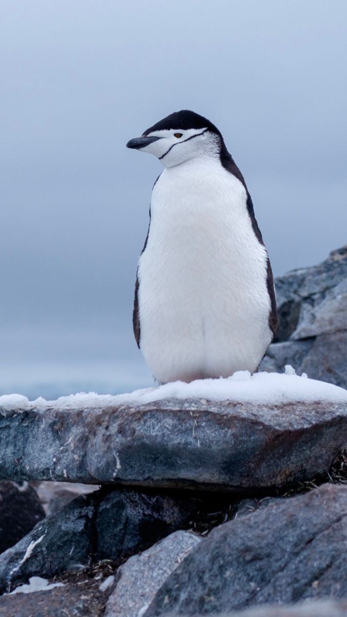 A chinstrap penguin stands atop a snowy rock, surrounded by a soft gray sky. Its distinctive black and white markings are clearly visible.