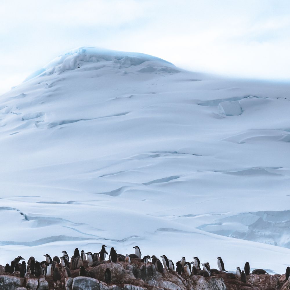 A colony of penguins gathered on rocky terrain in front of a snow-covered mountain. The landscape features smooth, icy surfaces under a clear sky.