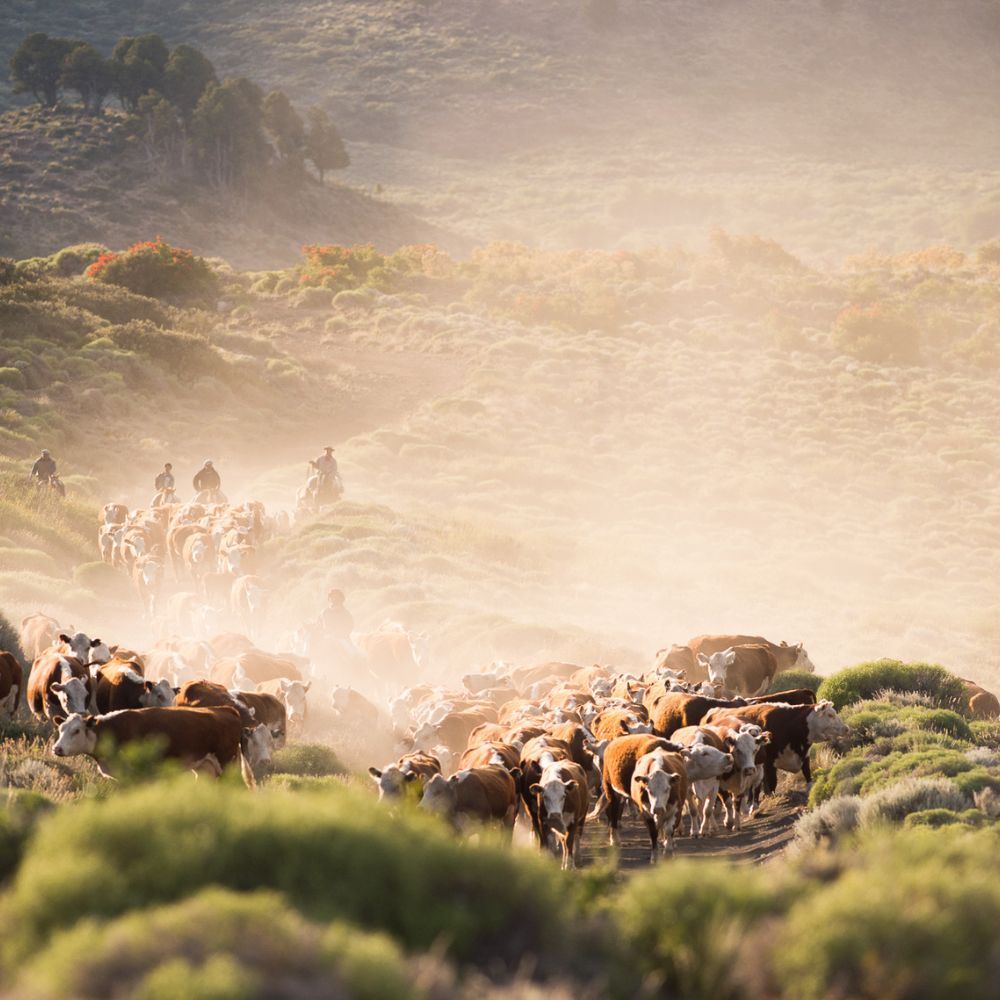 A herd of cows moves along a dusty path in a mountainous landscape, with cowboys herding them. Dust particles are illuminated by the sunlight, creating a warm, golden atmosphere.