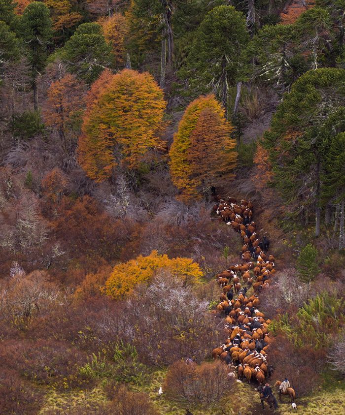 A herd of cattle moves through a colorful forest in autumn, surrounded by trees with vibrant orange and green foliage. The scene captures a winding path as the cattle navigate through the underbrush.