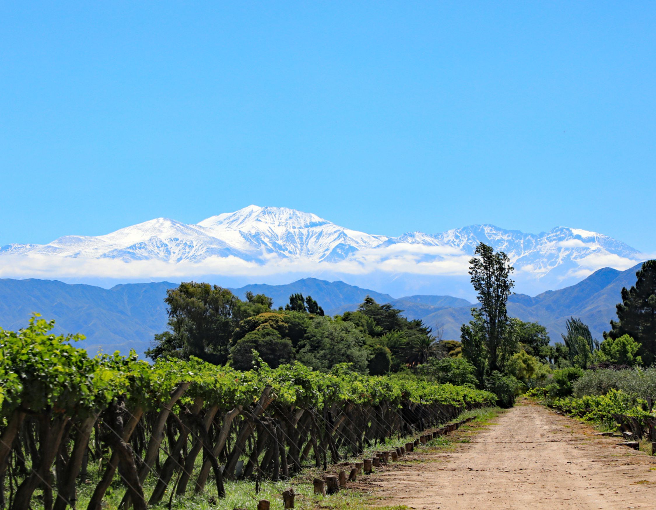 Vineyard rows line a dirt path leading to snow-capped mountains under a clear blue sky. Lush greenery is visible on either side of the path.