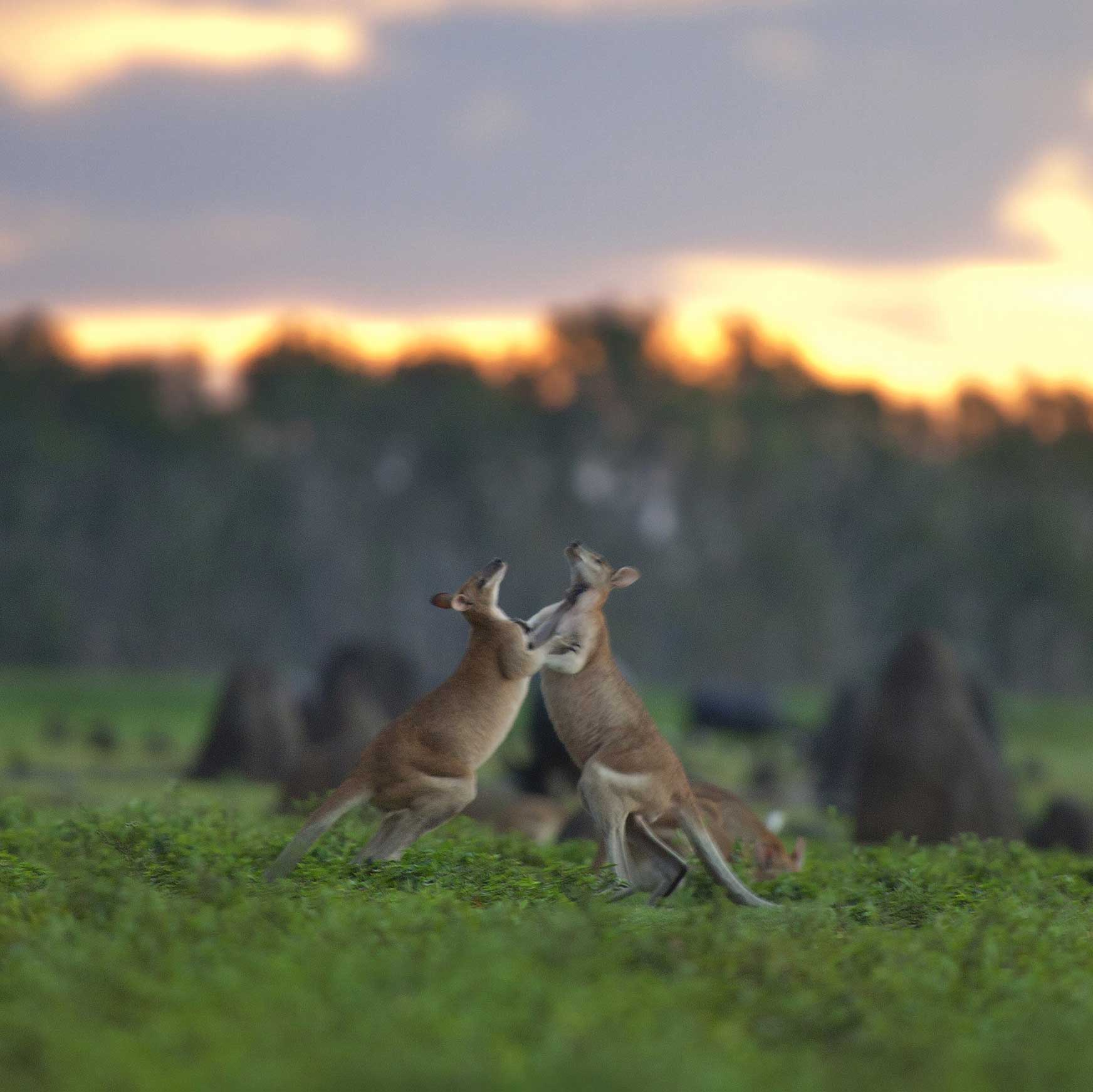 Two kangaroos are playfully boxing in a grassy field during sunset, with soft clouds and distant trees in the background.