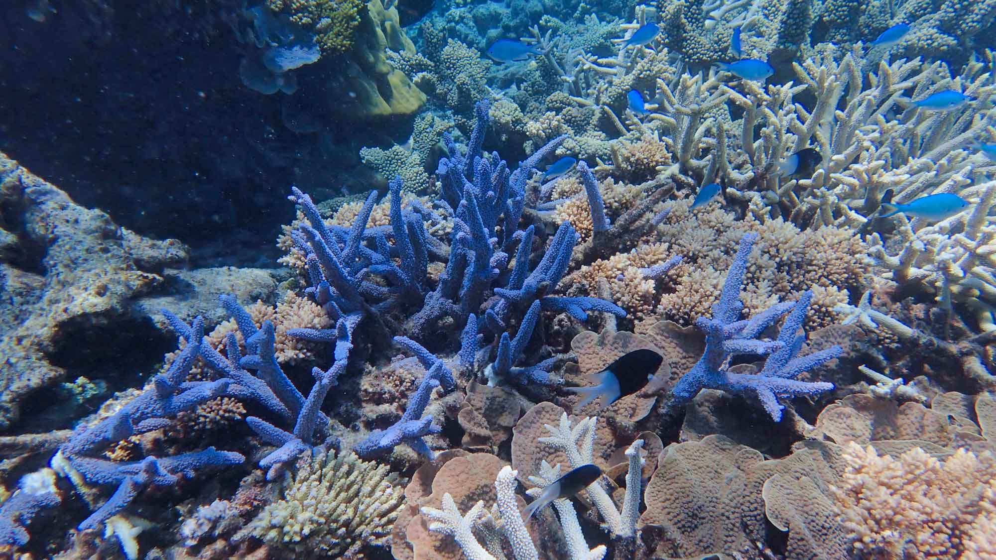 A vibrant underwater scene featuring various coral formations, including blue and purple coral amidst light brown and tan corals, with small fish swimming around.