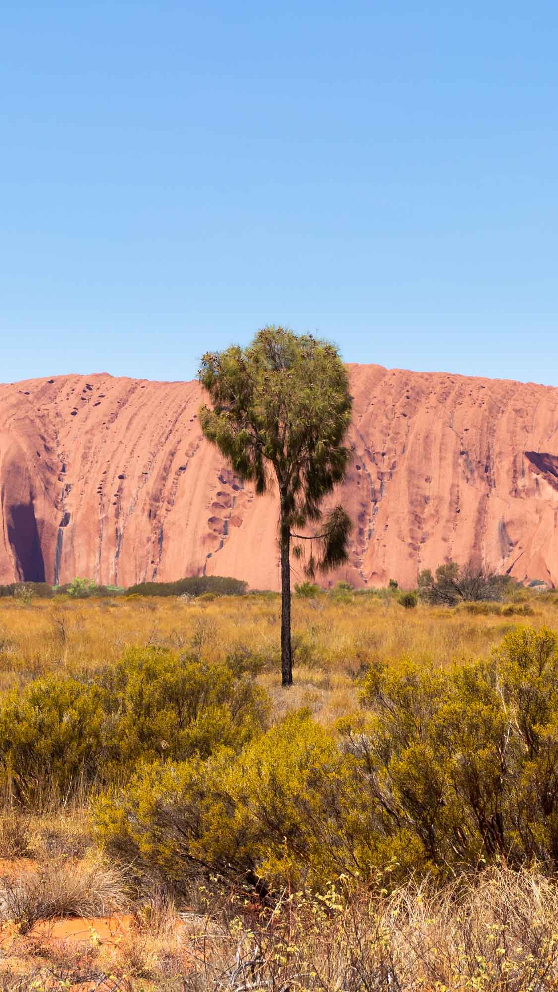 A lone tree stands in a grassy area with low shrubs in the foreground, set against the iconic red rock formation of Uluru under a clear blue sky.