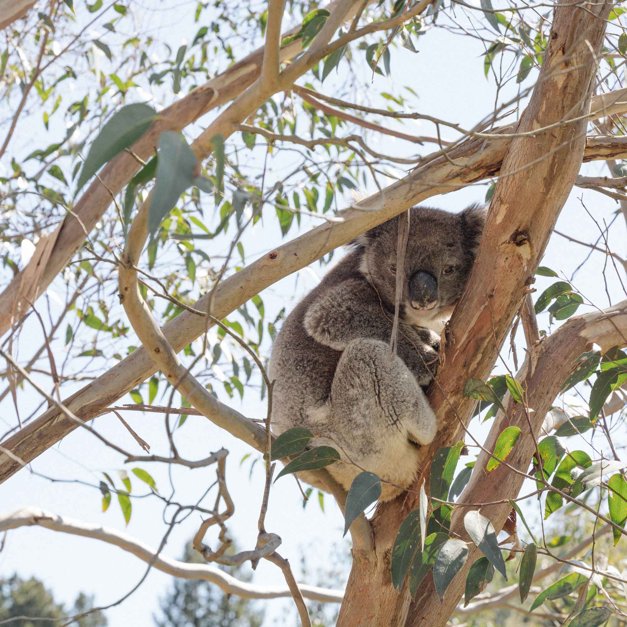 A koala sitting comfortably in a eucalyptus tree, surrounded by green leaves, with sunlight filtering through the branches.