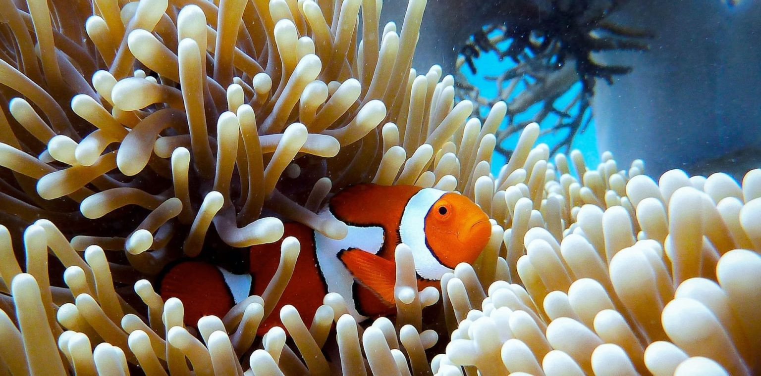 A vibrant orange clownfish nestled among white and beige sea anemone tentacles, with clear blue water and coral visible in the background.