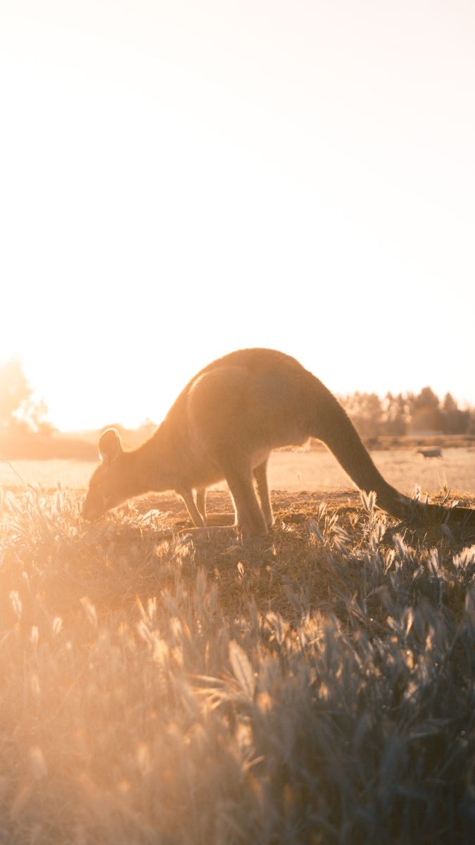 A kangaroo grazing on grass in a sunlit field during sunset, casting a warm glow around it.