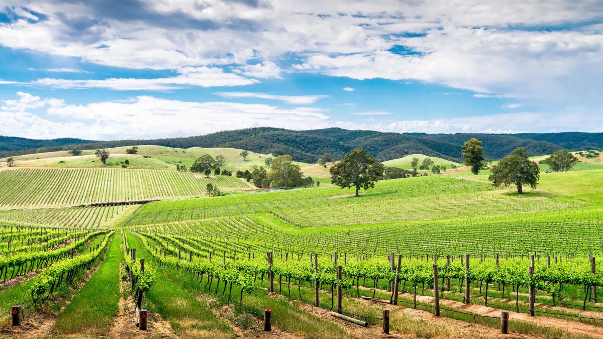 Lush green vineyards stretch across rolling hills under a bright blue sky with scattered clouds. Rows of grapevines lead towards the horizon, complemented by distant trees and hills.