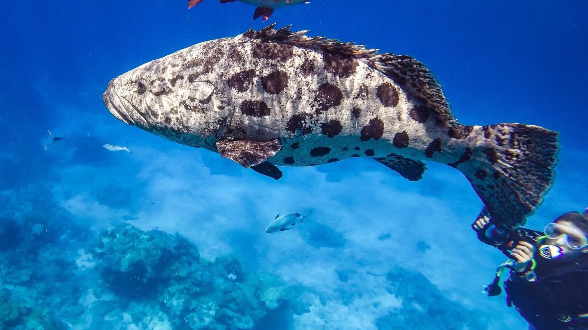 A large, spotted fish swims near a diver in clear blue water, surrounded by coral and smaller fish in the background.