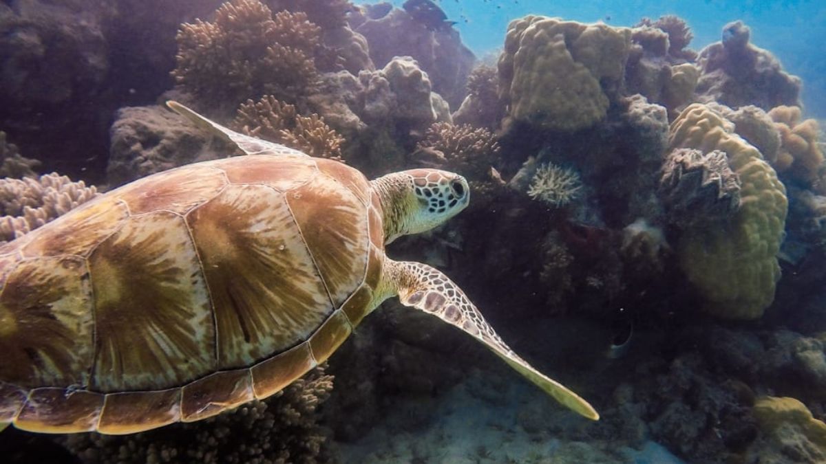 A green sea turtle swims gracefully past vibrant coral reefs in clear blue water. The turtle's shell is a rich brown with hints of green, and it glides through the underwater scenery.