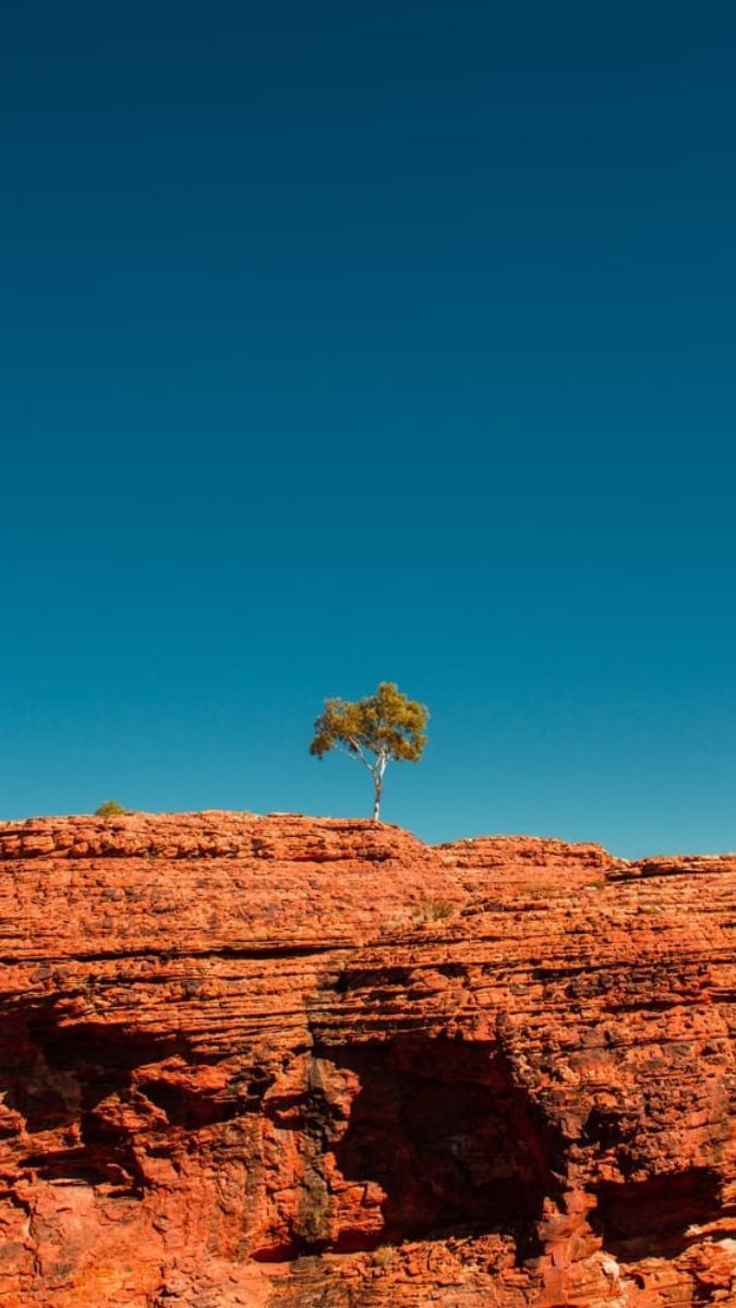A solitary green tree stands atop a vibrant red rock formation against a clear blue sky.