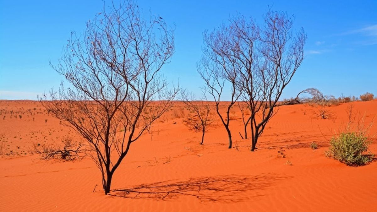 Arid desert landscape with vibrant red sand and sparse, leafless trees against a clear blue sky.