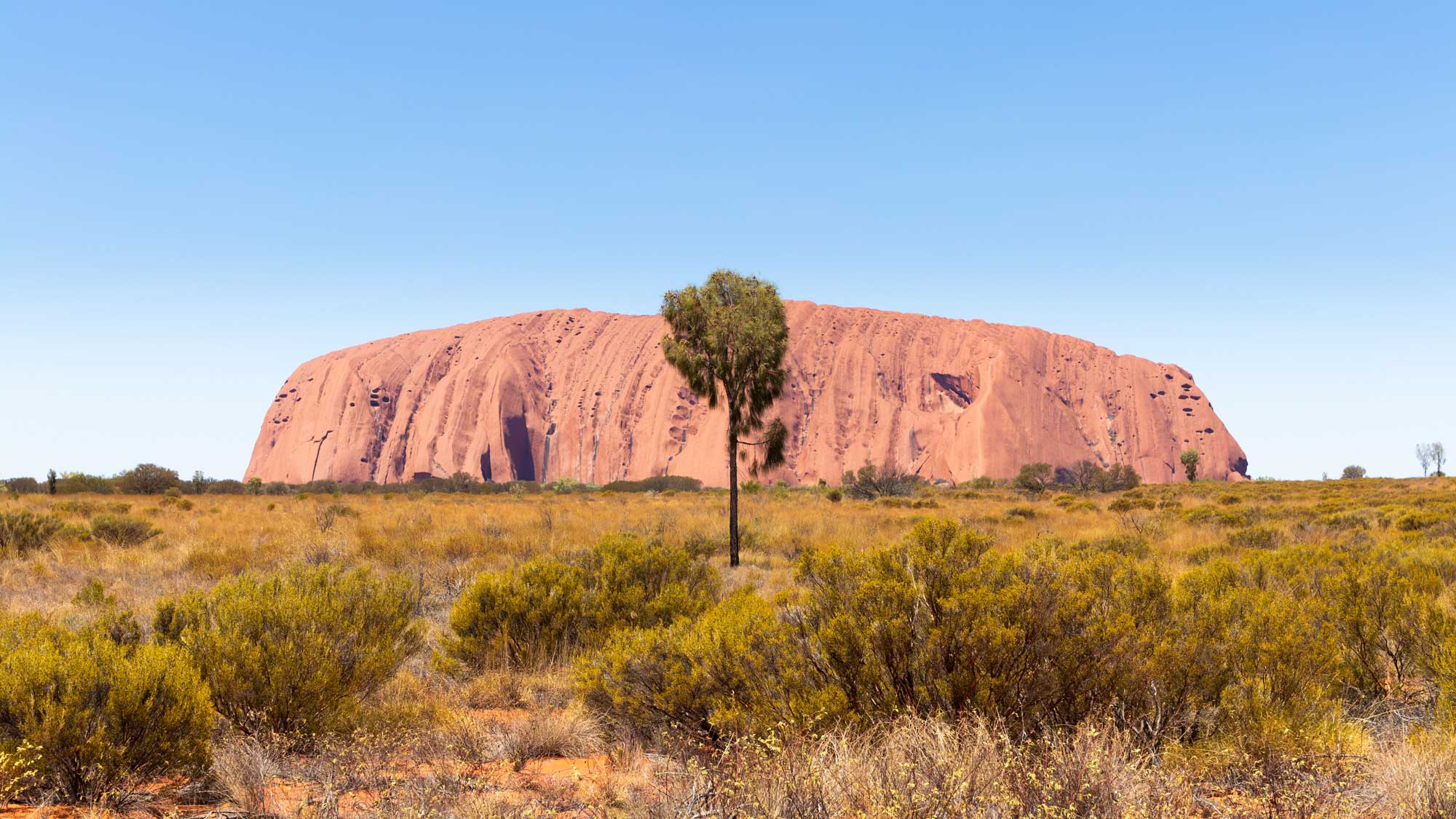 A massive sandstone monolith rises majestically against a clear blue sky, surrounded by arid grasslands and low shrubs. A solitary tree stands in the foreground, adding contrast to the iconic landscape.