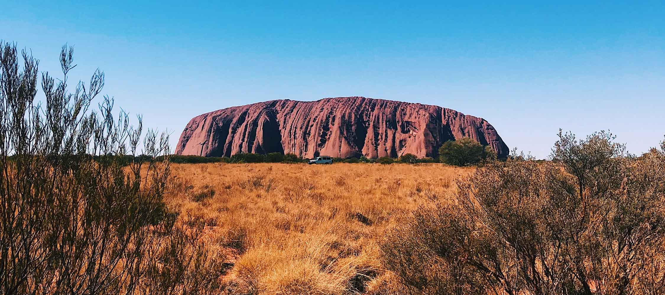 A vast, arid landscape featuring the iconic Uluru rock formation under a clear blue sky. Tall grasses and shrubs dominate the foreground, highlighting the natural beauty of the outback.