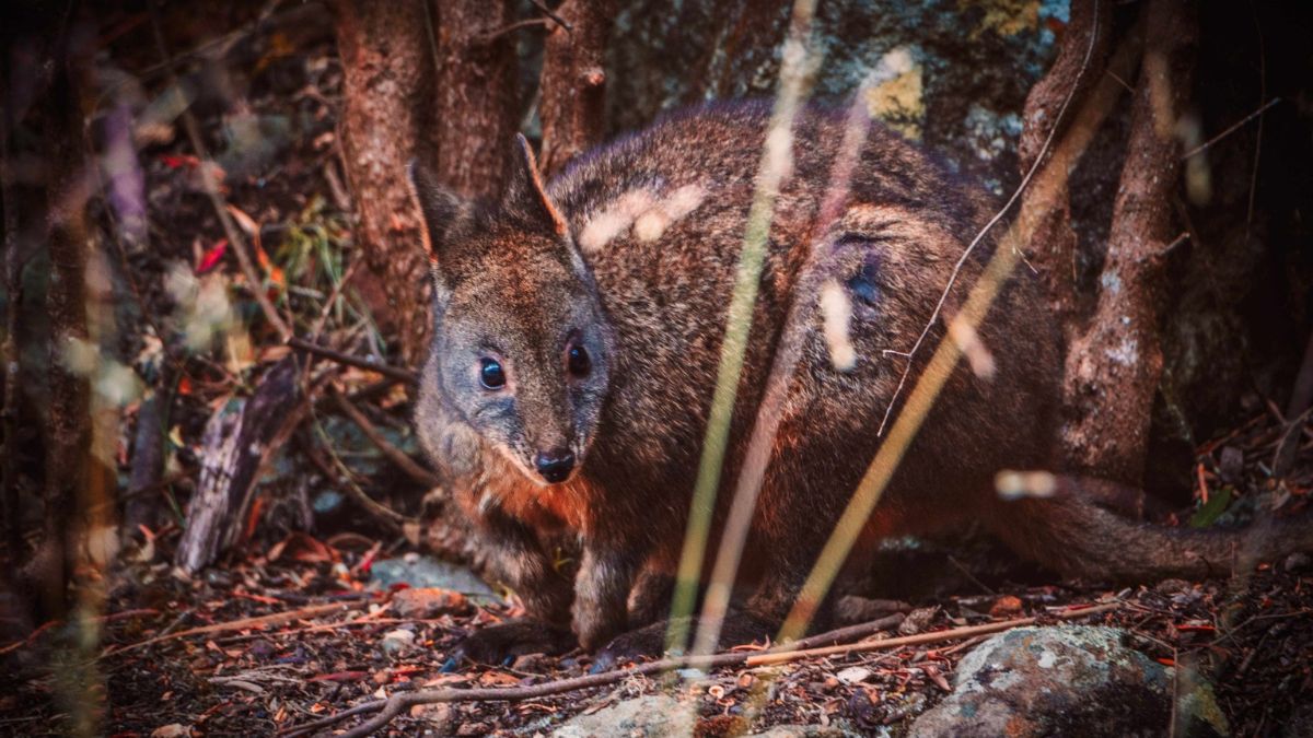 A small marsupial with a round body and large eyes sits among dry leaves and branches, partially hidden in a natural setting.