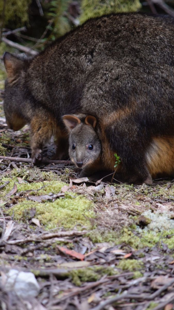 A mother quokka crouches on the forest floor, with a baby quokka peeking out from under her. They are surrounded by moss and fallen leaves.