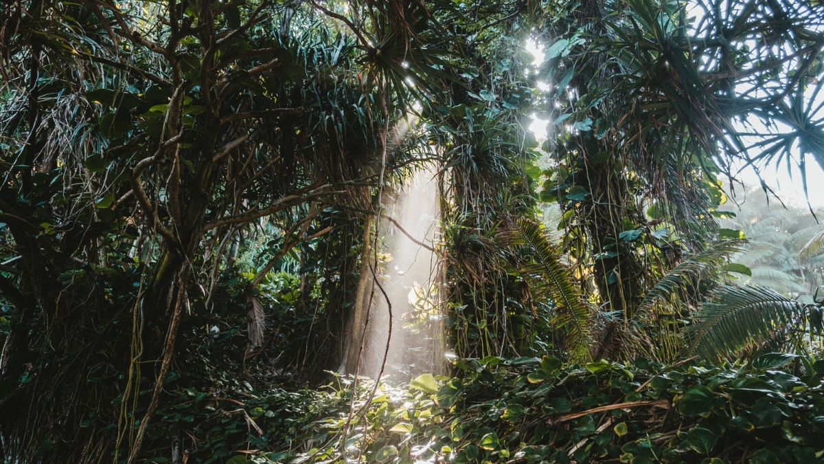 Sunlight filters through dense tropical foliage, creating beams of light in a lush jungle setting. Ferns and vines abound, adding to the vibrant greenery.