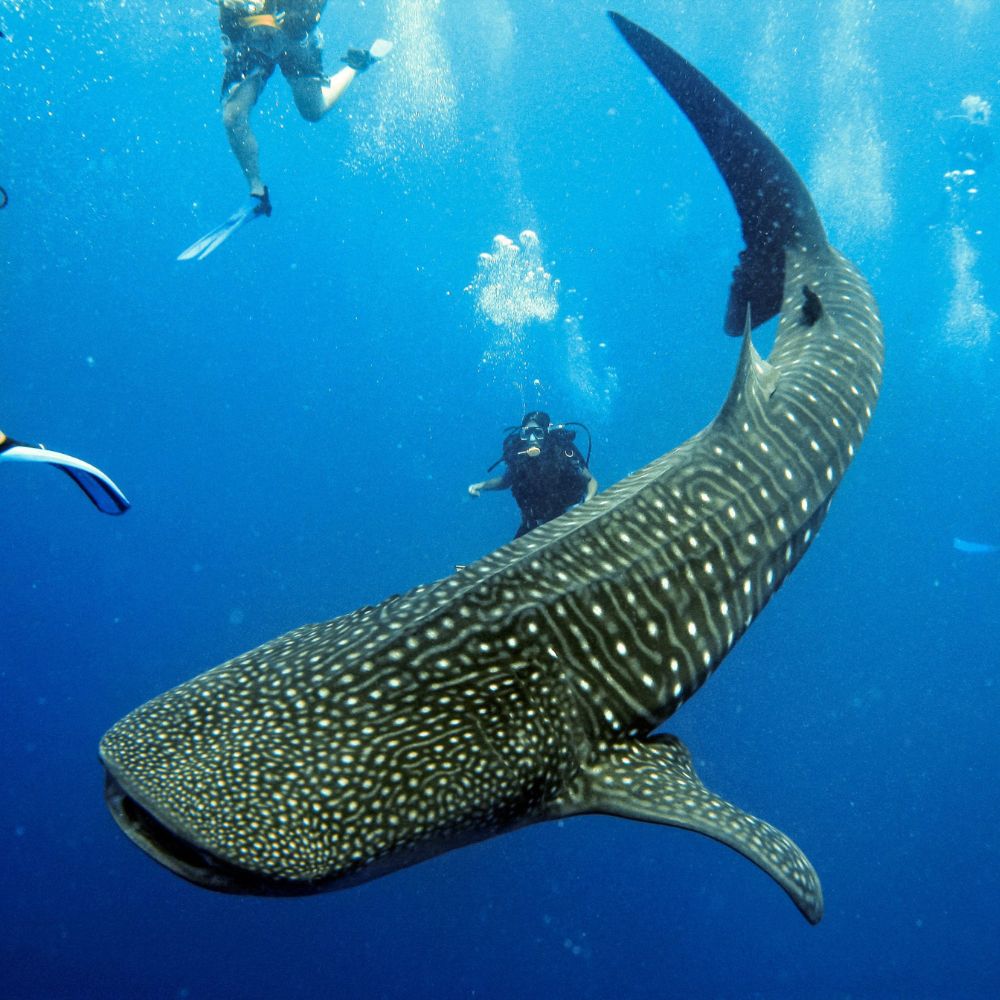 A large whale shark swimming gracefully in the ocean, with divers exploring nearby. The shark's distinctive pattern of spots and stripes is clearly visible in the vibrant blue water.