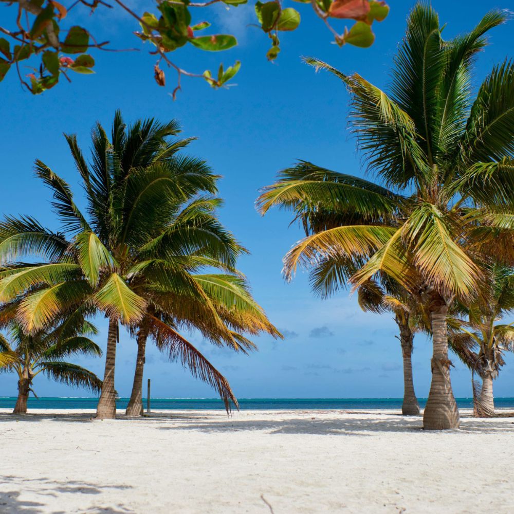 A serene beach scene featuring tall palm trees swaying gently in the breeze, against a bright blue sky and a calm sea in the background. The sandy shore is pristine and inviting.