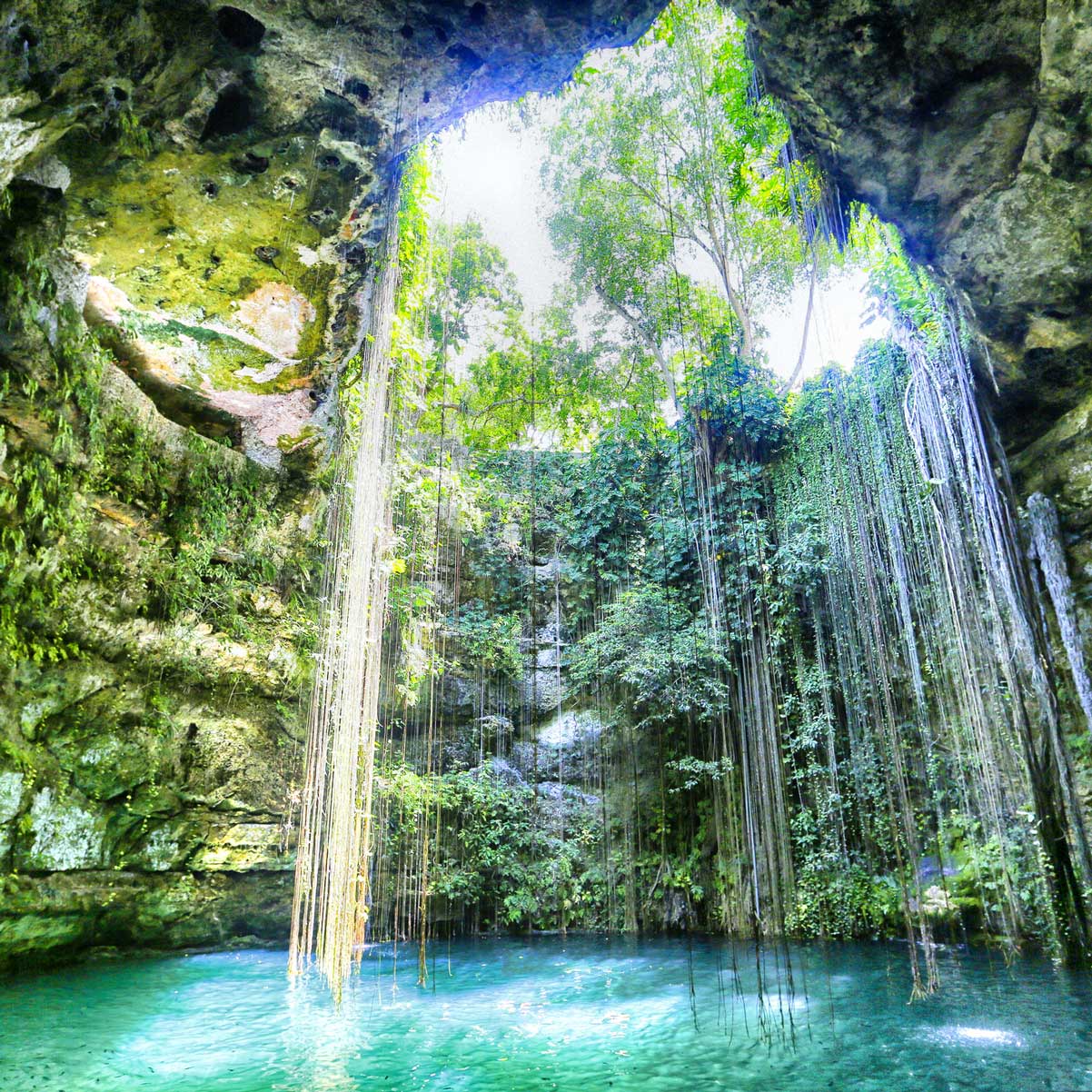 A lush, green cenote with hanging roots and crystal-clear water surrounded by rocky cliffs and thriving vegetation. Sunlight filters through the opening, illuminating the scene.